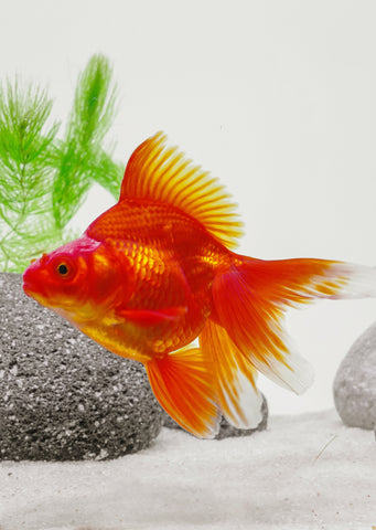 Ryukin Red (12cm)