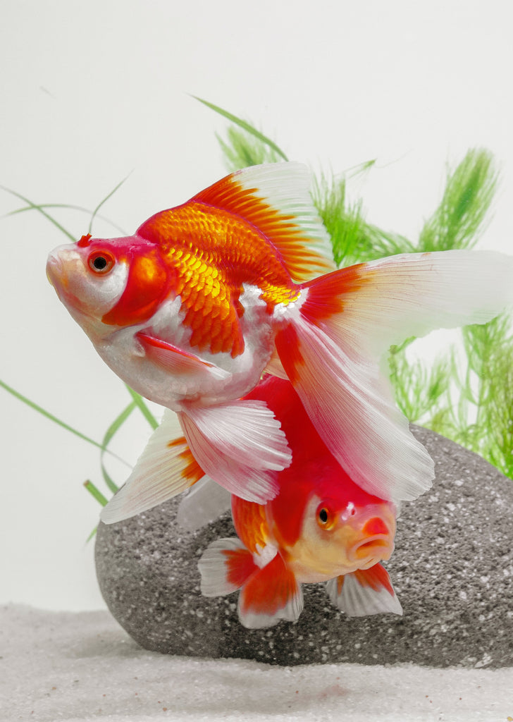 Ryukin Red & White (14cm)