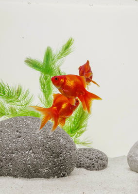 Ryukin Red (5-6 cm)