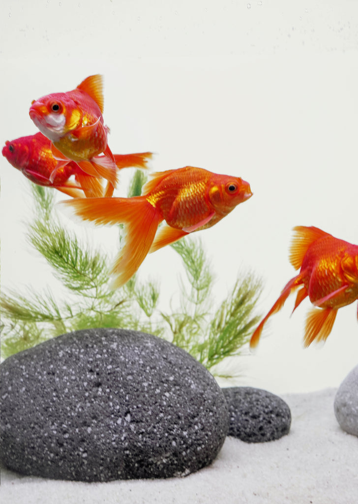 Ryukin Red (7 cm)