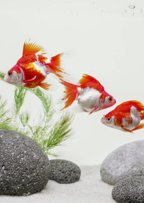 Ryukin Red & White (7 cm)