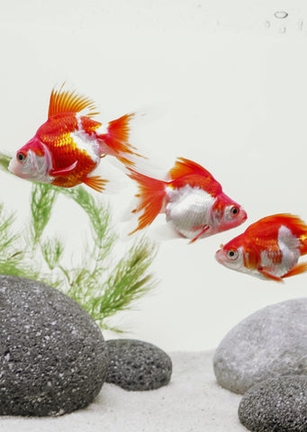 Ryukin Red & White (7 cm)