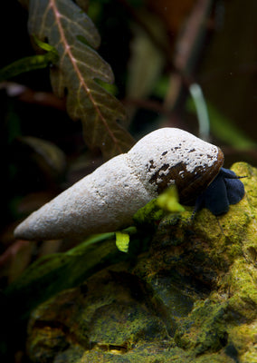 Chocolate Rabbit Snail