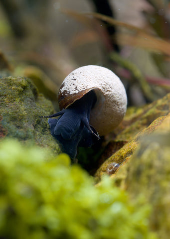 Chocolate Rabbit Snail