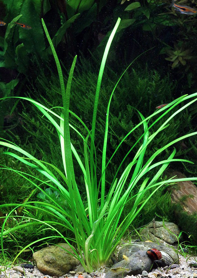 Sagittaria subulata plant from Tropica products online in Dubai and Abu Dhabi UAE