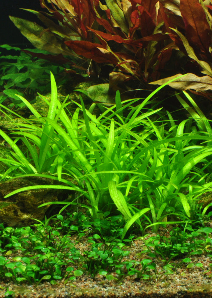 Sagittaria subulata