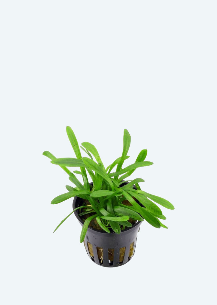 Sagittaria subulata plant from Tropica products online in Dubai and Abu Dhabi UAE