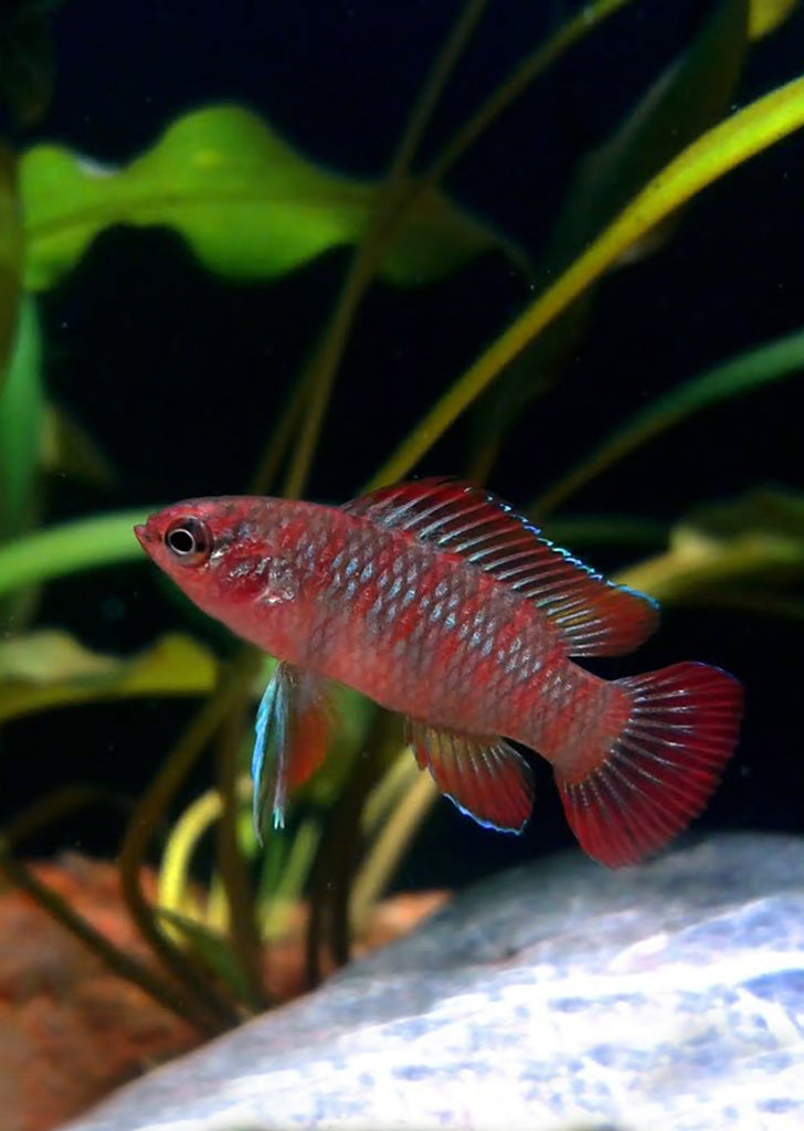 Scarlet Gem Badis