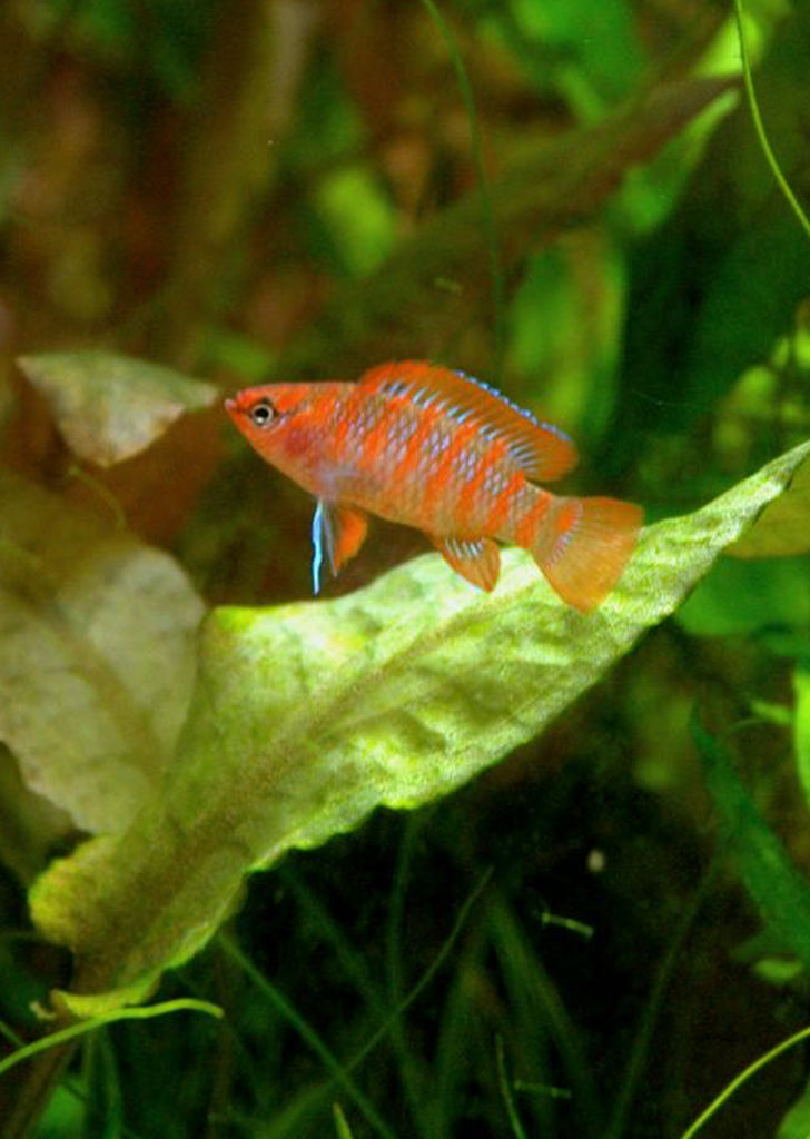 Scarlet Gem Badis