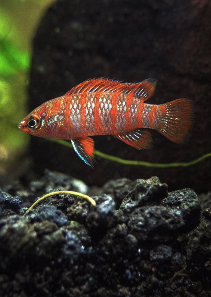 Scarlet Gem Badis