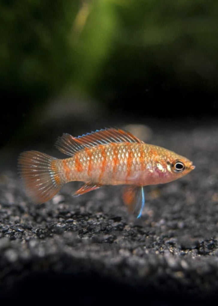 Scarlet Gem Badis