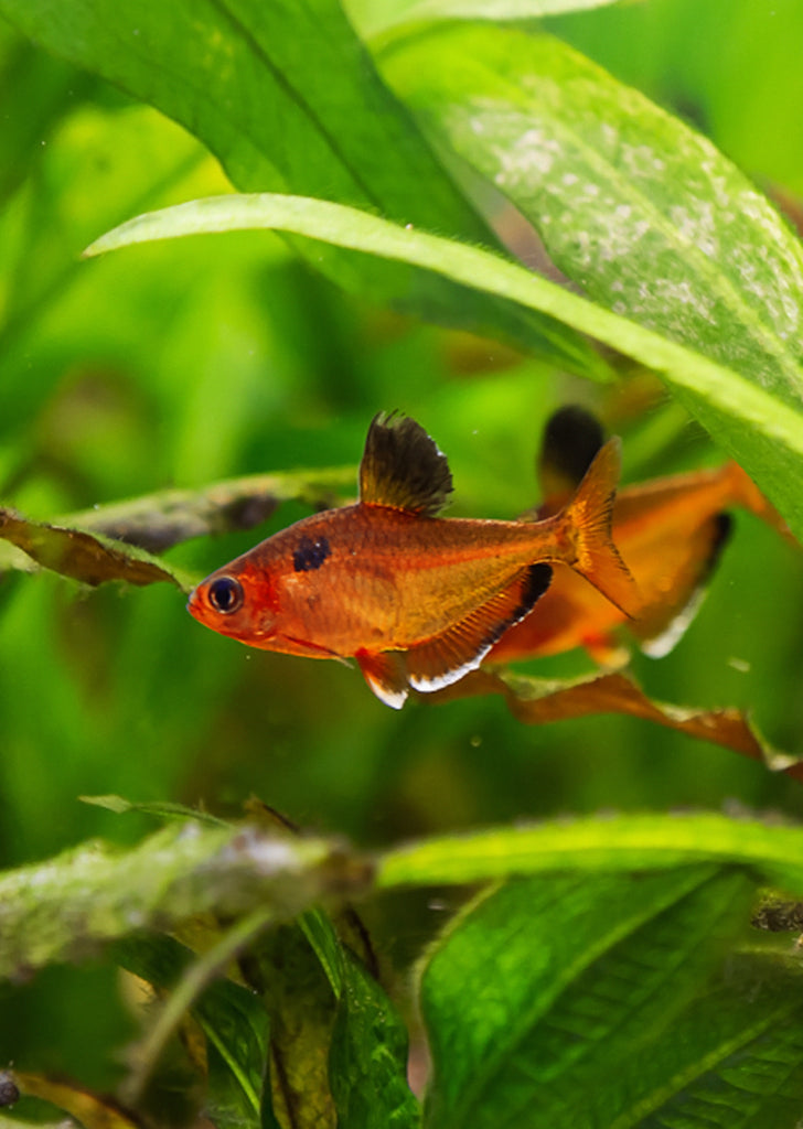 Serpae Tetra tropical fish from Discus.ae products online in Dubai and Abu Dhabi UAE