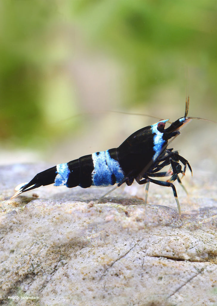 Shadow Panda tropical fish from Heya Aquatics products online in Dubai and Abu Dhabi UAE