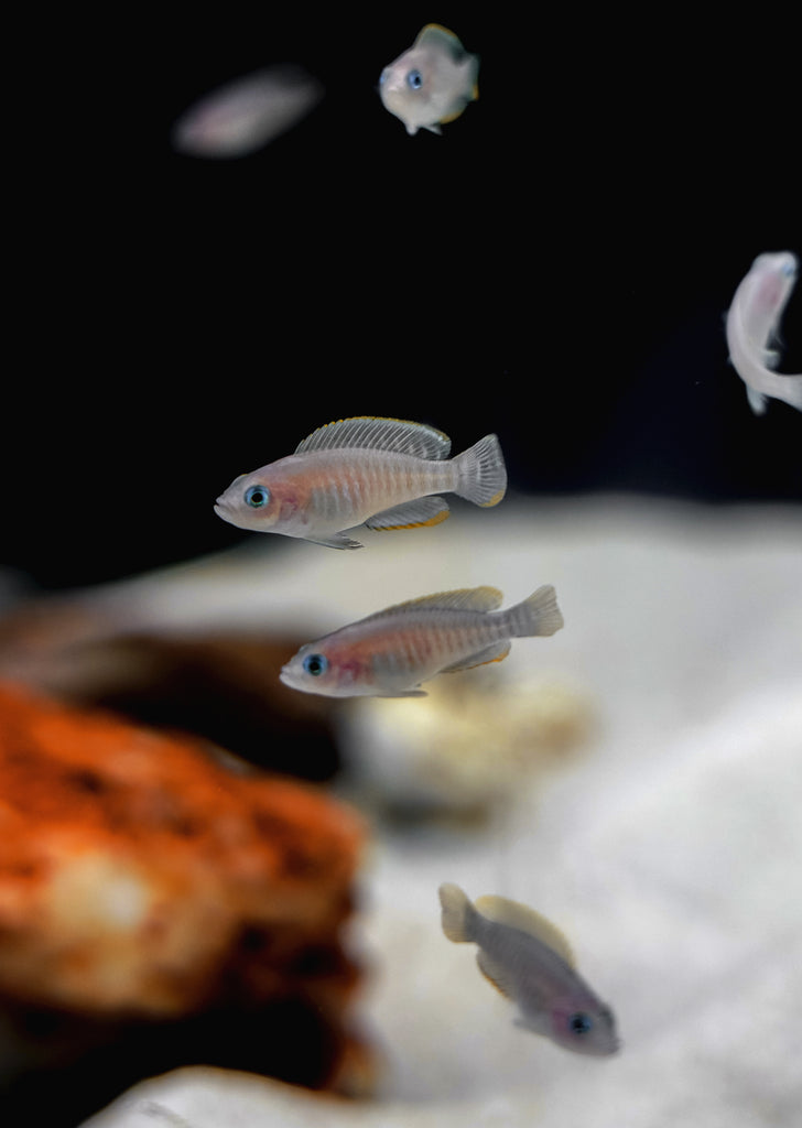 Shell Dweller Cichlid