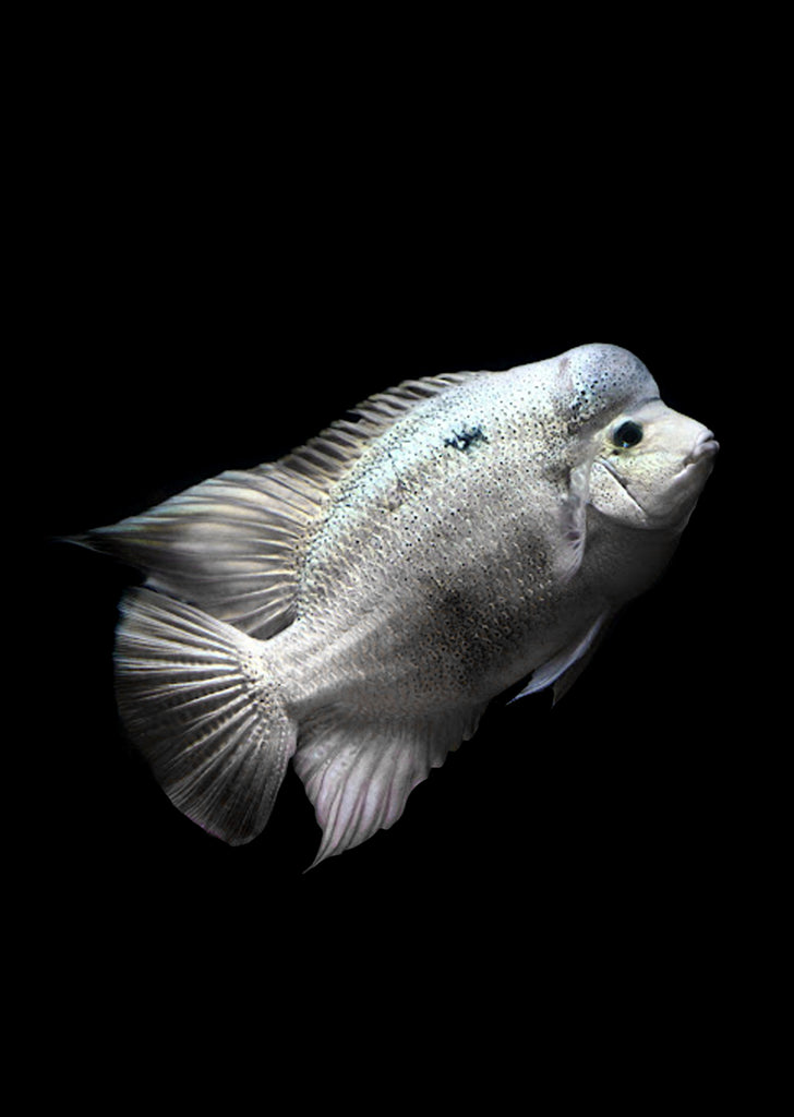 Silver Cichlid (Vieja argentea)