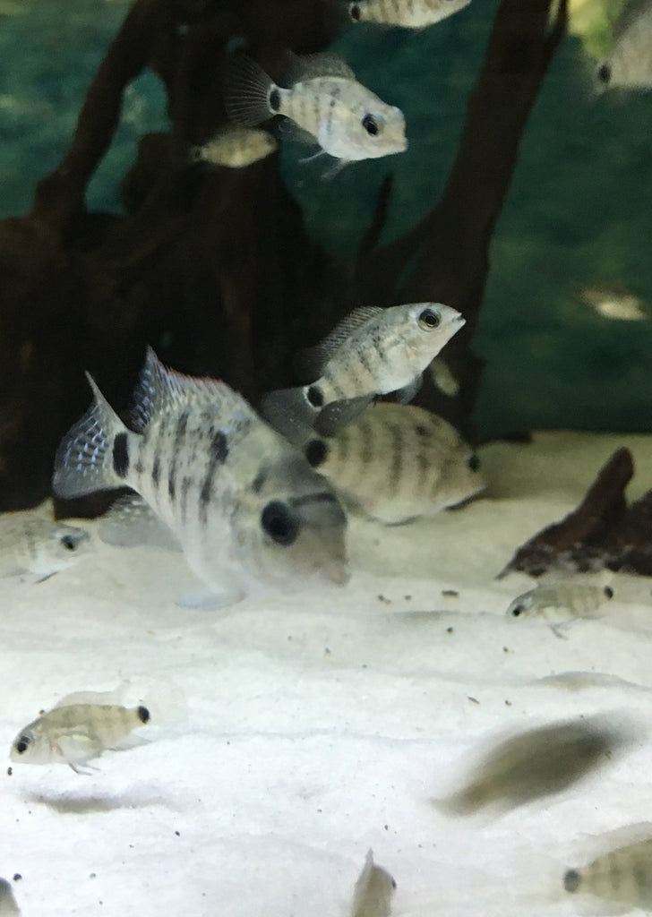 Silver Cichlid (Vieja argentea)