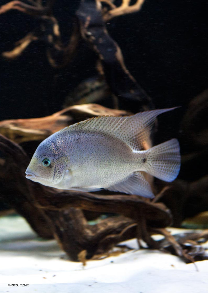 Silver Cichlid (Vieja argentea)