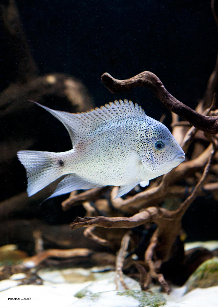 Silver Cichlid (Vieja argentea)