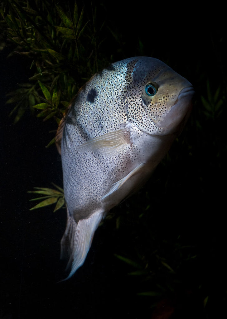 Silver Cichlid (Vieja argentea)