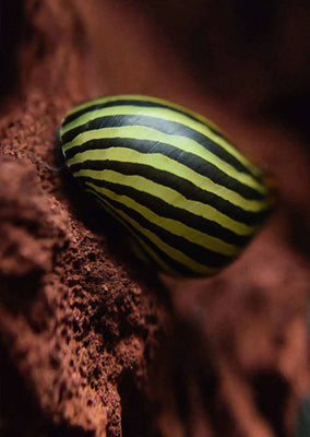 Nerite Snail Zebra tropical fish from Discus.ae products online in Dubai and Abu Dhabi UAE