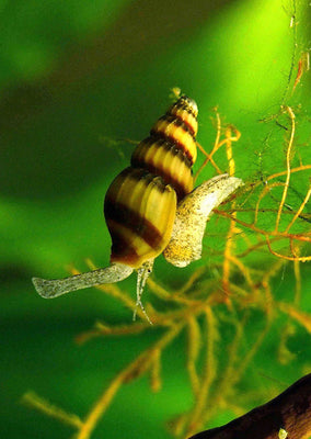 Assassin Snail tropical fish from Discus.ae products online in Dubai and Abu Dhabi UAE