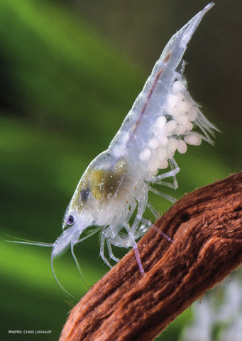 Snow Ball Shrimp