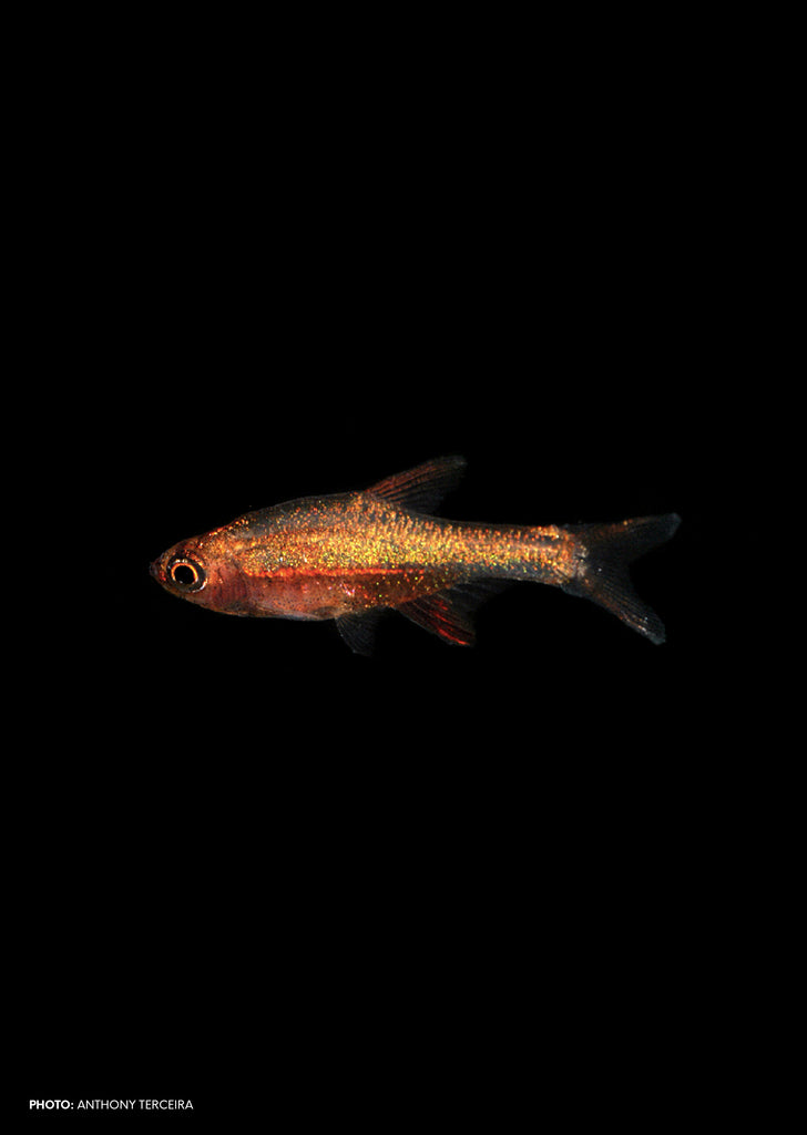 Rasbora axelrodi ‘Red’