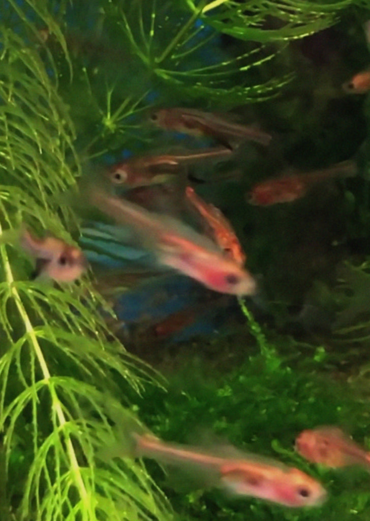 Rasbora axelrodi ‘Red’