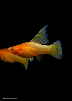 Sunrise High-Fin Platy