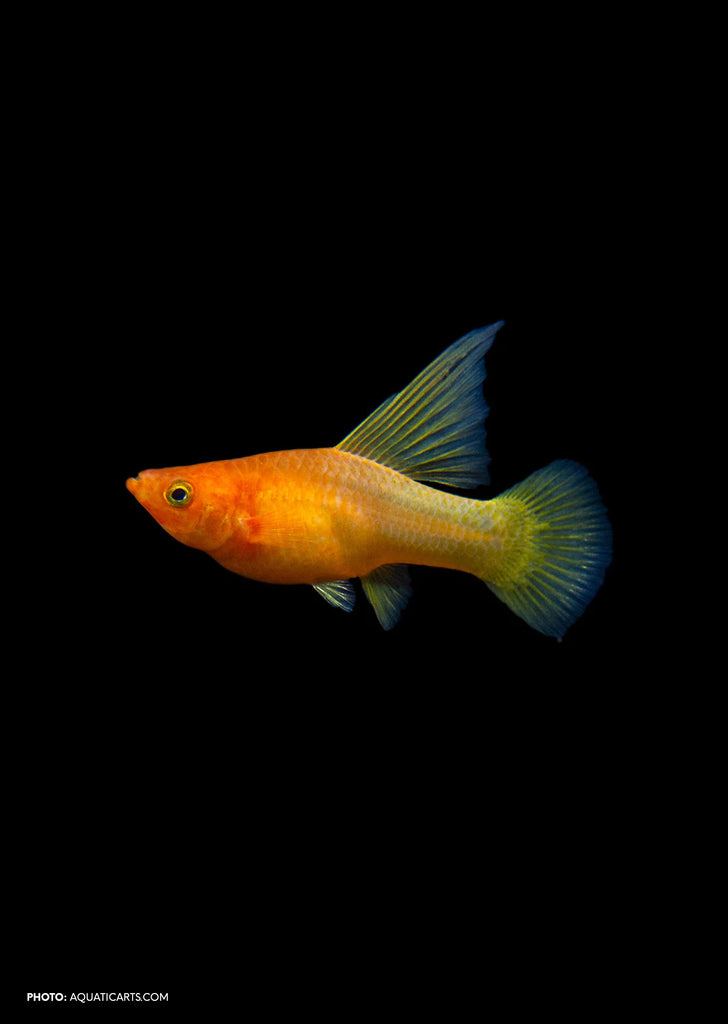 Sunrise High-Fin Platy