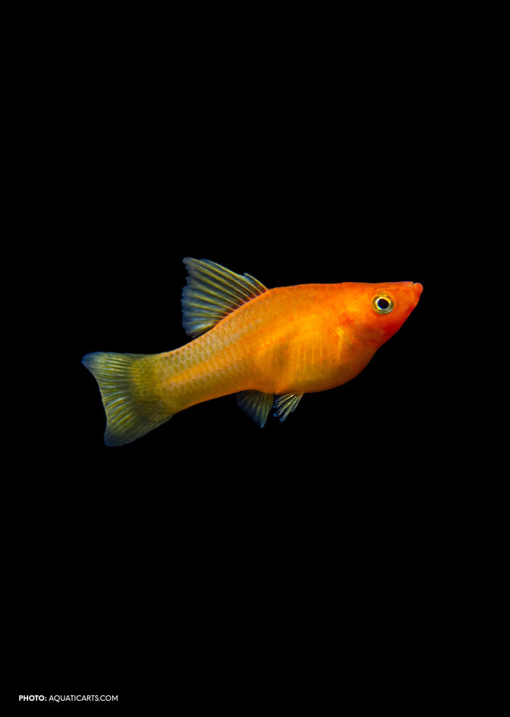 Sunrise High-Fin Platy