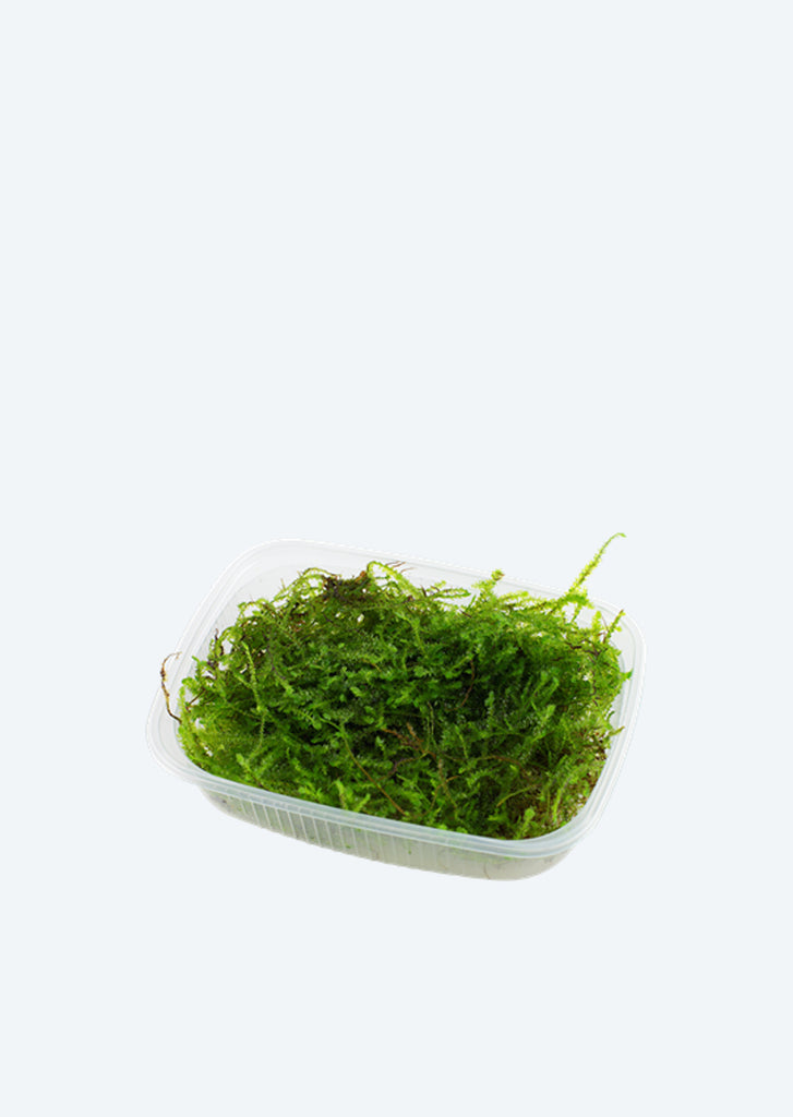 Taxiphyllum barbieri plant from Tropica products online in Dubai and Abu Dhabi UAE