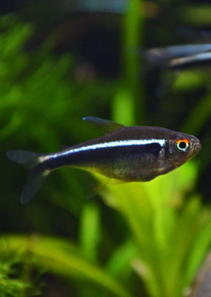 Black Neon Tetra tropical fish from Discus.ae products online in Dubai and Abu Dhabi UAE