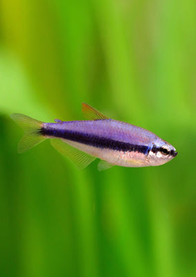 Blue Emperor Tetra tropical fish from Discus.ae products online in Dubai and Abu Dhabi UAE
