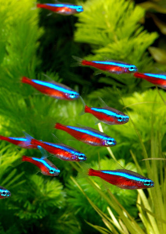 Cardinal Tetra tropical fish from Discus.ae products online in Dubai and Abu Dhabi UAE