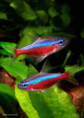Cardinal Tetra tropical fish from Discus.ae products online in Dubai and Abu Dhabi UAE