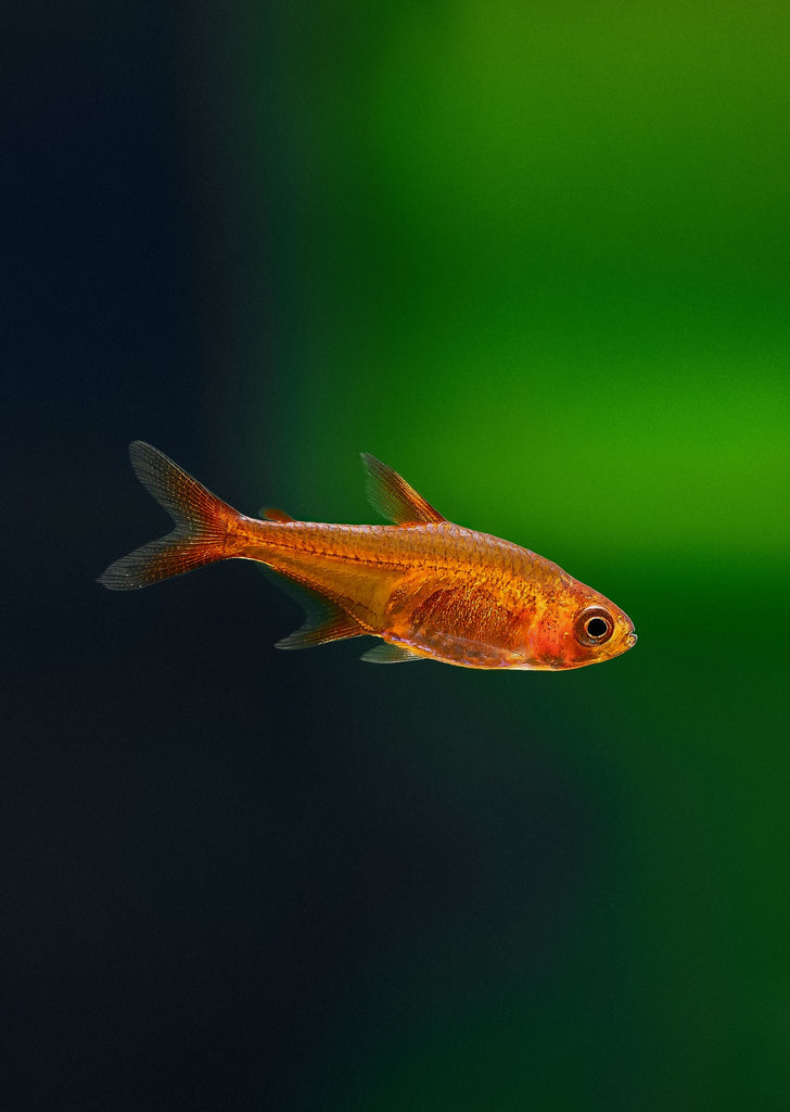Ember Tetra tropical fish from Discus.ae products online in Dubai and Abu Dhabi UAE