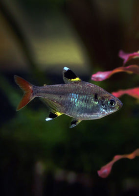 Pristella Tetra tropical fish from Discus.ae products online in Dubai and Abu Dhabi UAE