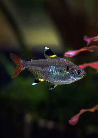 Pristella Tetra tropical fish from Discus.ae products online in Dubai and Abu Dhabi UAE