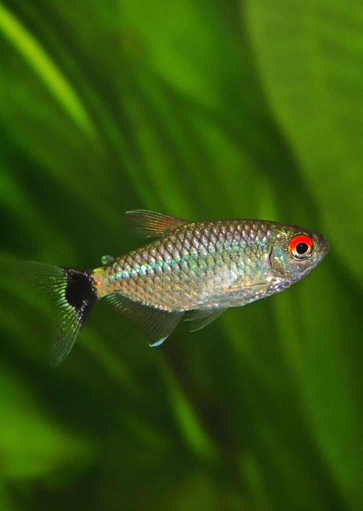Red Eye Tetra tropical fish from Discus.ae products online in Dubai and Abu Dhabi UAE