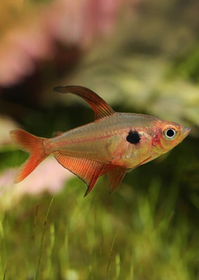 Red Phantom Tetra tropical fish from Discus.ae products online in Dubai and Abu Dhabi UAE
