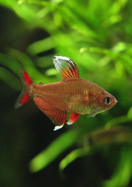 Rosy Tetra - Main Image