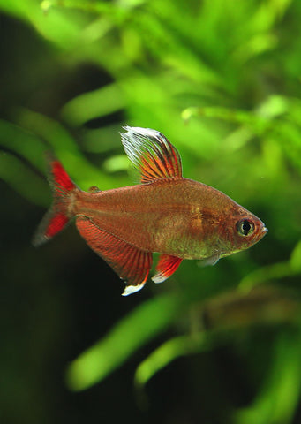 Rosy Tetra tropical fish from Discus.ae products online in Dubai and Abu Dhabi UAE