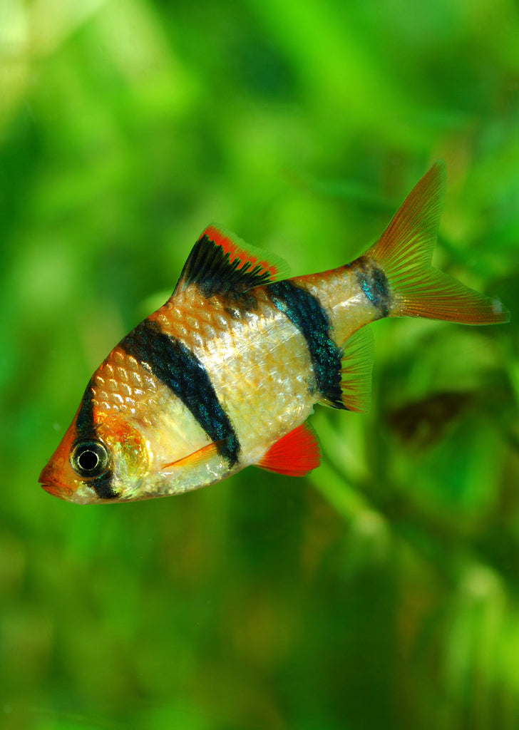 Tiger Barb tropical fish from Discus.ae products online in Dubai and Abu Dhabi UAE