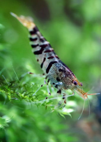 Tiger Shrimp