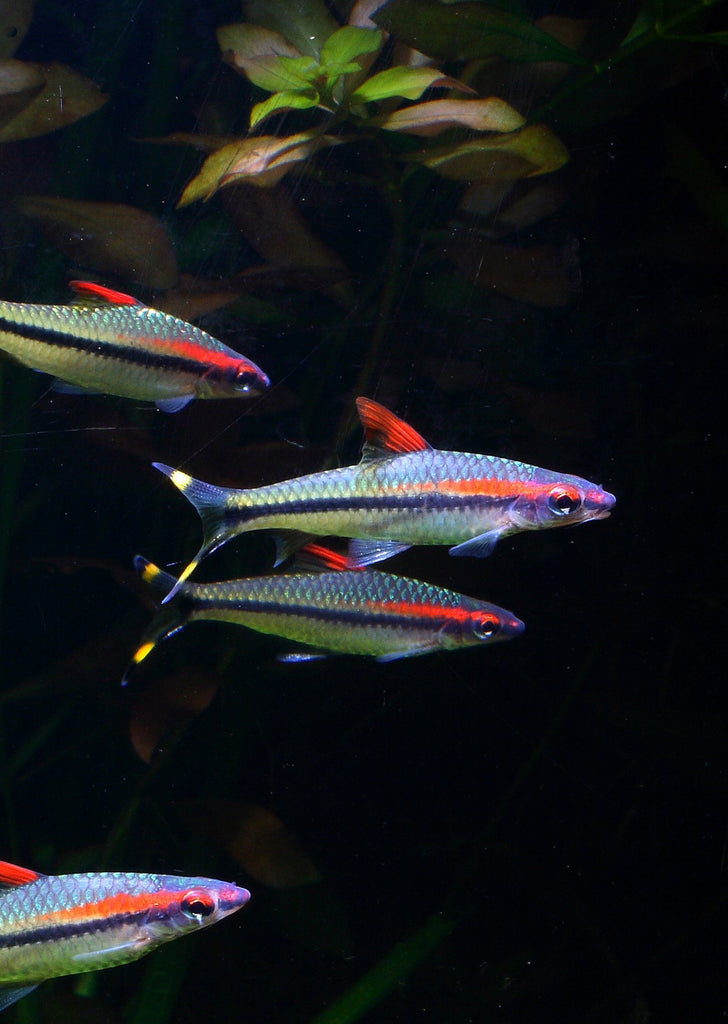 Torpedo Barb  from Discus.ae products online in Dubai and Abu Dhabi UAE