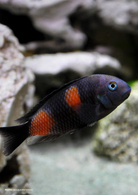 Tropheus Cherry Spot