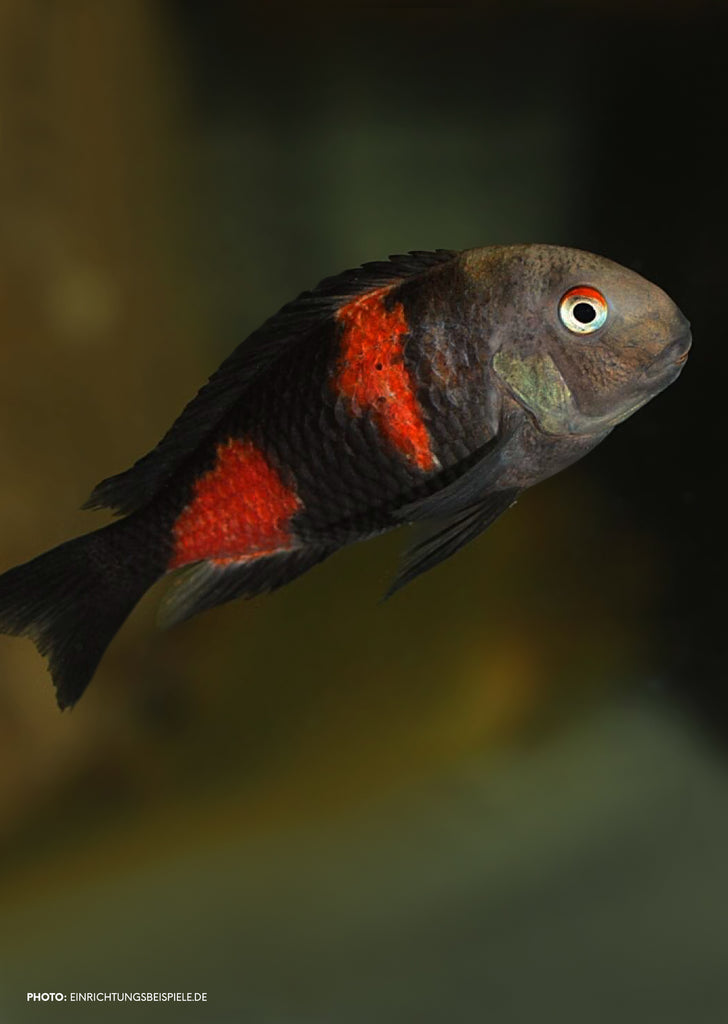 Tropheus Cherry Spot