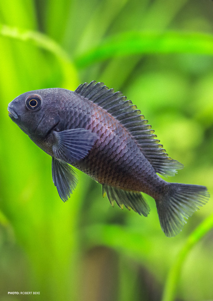 Tropheus Cherry Spot