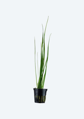 Vallisneria nana